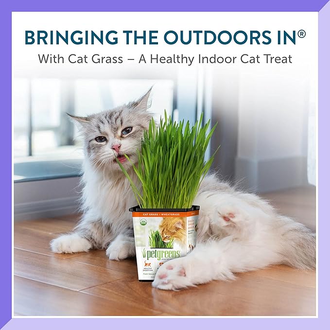 Pre-Grown Organic Cat Grass Plant for Indoor Cats. Natural Live cat Treats (3 Pack Cat Grass with Stand)
