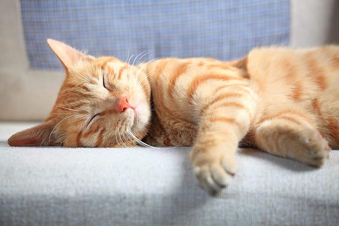pet Immune Support Cats - CAT L-LYSINE Powder - Immune System Booster - Eye Health - Vet Recommended - Natural - cat lysine Powder - 1 Bottle (8 OZ)