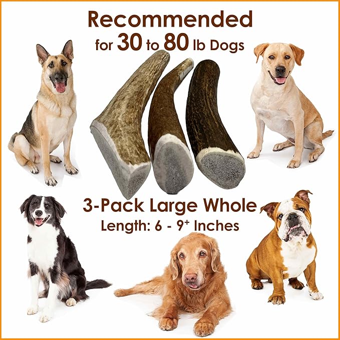 3-Pack Large Whole Elk Antler Dog Chews (6-9+ in) – Long Lasting Natural Dog Chews for Large Dogs & Aggressive Chewers 30-80 lbs – Durable Bone for Teeth Cleaning & Boredom
