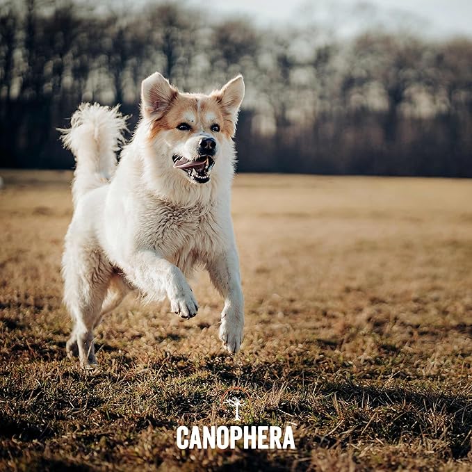 Canophera - Dog Chew Root Made of Briar Wood (Xtra Large)