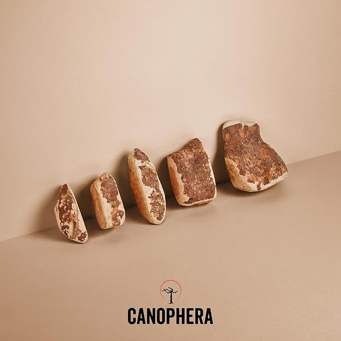 Canophera - Dog Chew Root Made of Briar Wood (Medium)