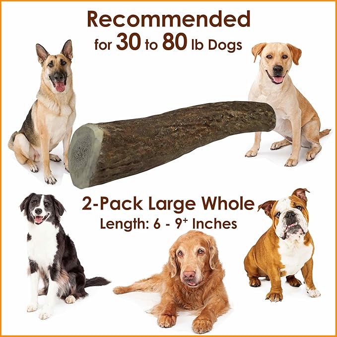 1-Pack Large Whole Elk Antler Dog Chews (6 to 9+ in) – Long Lasting Natural Dog Bones for Medium to Large Dogs (30–80 lbs) – Antlers for Dogs, Aggressive Chewers, Dental Chews