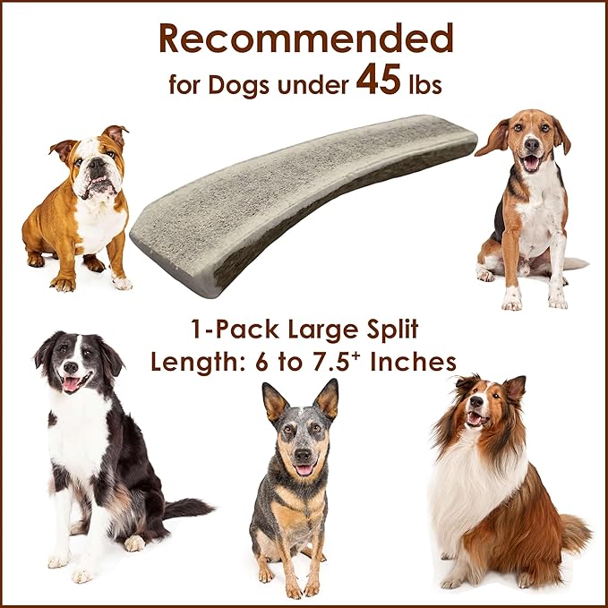1-Pack Large Split Elk Antler Dog Chew (6 to 7.5+ in) – All Natural, Premium Grade A, Odor-Free, USA-Sourced – Long-Lasting Dental Treats for Small and Medium Dogs Under 45 lbs