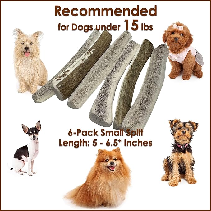 6-Pack Small Split Elk Antler Dog Chews (5 to 6.5+ in) – All Natural, Premium Grade A, Odor-Free, USA-Sourced – Long-Lasting Dental Treats for Toy and Small Dogs Under 15 lbs