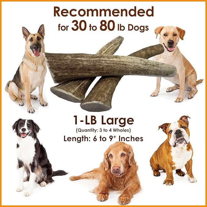1-LB Large Whole Elk Antlers Dog Chews 6–9+ Inches for Medium & Large Dogs (30–80 lbs) – Long-Lasting Natural Treats for Aggressive Chewers
