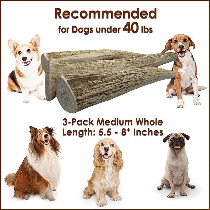 3-Pack Medium Whole Elk Antler Dog Chews (5.5-8+ in) – Long Lasting Natural Dog Chews for Medium Dogs & Aggressive Chewers Under 40 lbs – Durable Bone for Teeth Cleaning & Boredom