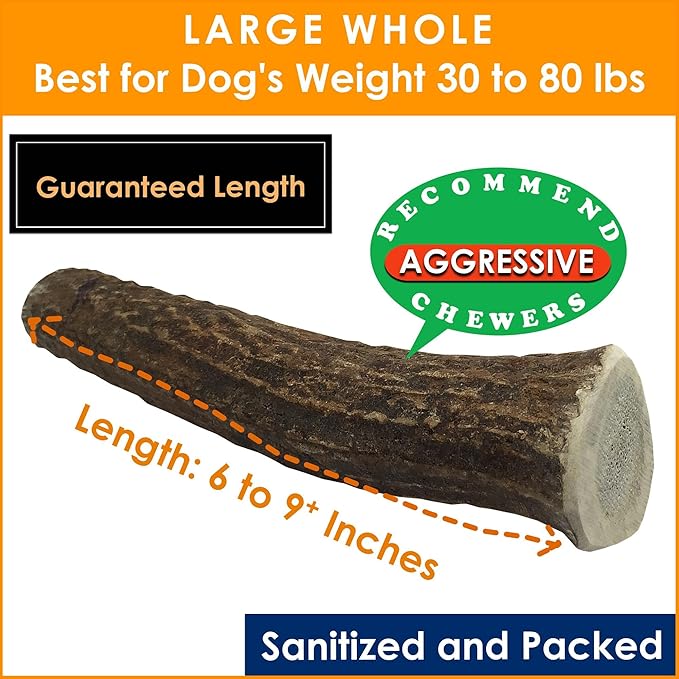 1-LB Large Whole Elk Antlers Dog Chews 6–9+ Inches for Medium & Large Dogs (30–80 lbs) – Long-Lasting Natural Treats for Aggressive Chewers