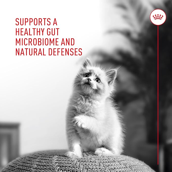 Royal Canin Probiotics for Cats Digestive and Immune Health Powder Supplement for Cats of All Ages, 30 Count