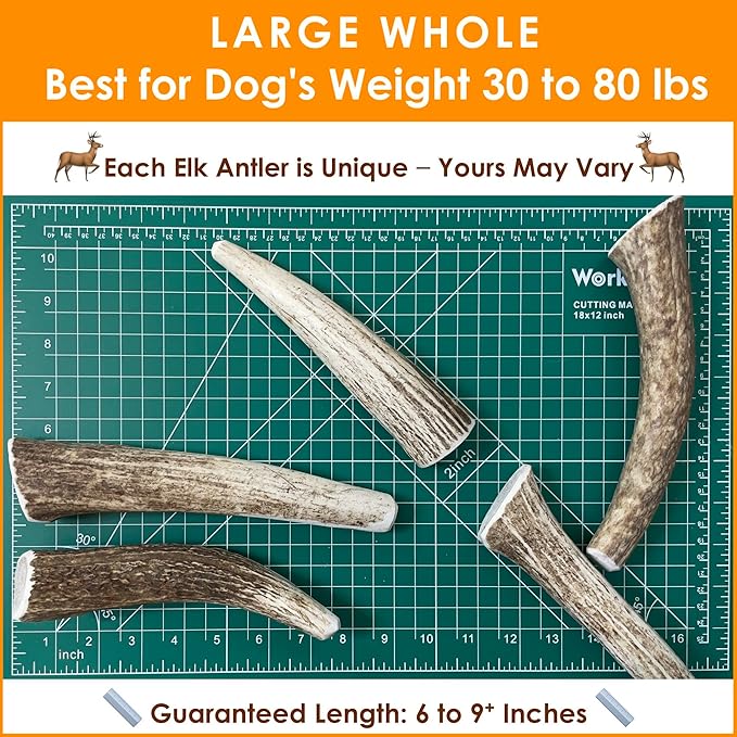 1-LB Large Whole Elk Antlers Dog Chews 6–9+ Inches for Medium & Large Dogs (30–80 lbs) – Long-Lasting Natural Treats for Aggressive Chewers