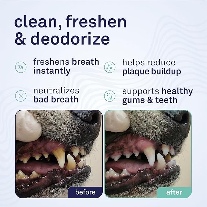 Petpost | Toothpaste for Dogs - Coconut Oil and Baking Soda Based Dental Gel That Naturally Eliminates Bad Breath - Dirt, Gunk, and Tooth Buildup Gone - Mint Flavor 4 oz.