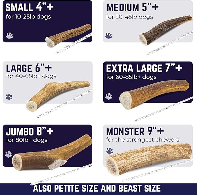 Devil Dog Pet Co. Elk Antlers for Dogs, Petite 3.5"+, 6 Pack, Grade A Long Lasting Chew for Aggressive Chewers, Premium USA Naturally Shed Antler – Healthy, No Odor, Durable Dog Chew