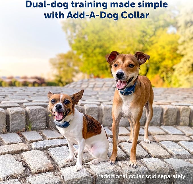 PetSafe 900 Yard Remote Training Collar Choose from Tone, Vibration, or 15 Levels of Static Stimulation Longest Range Option for Training Off Leash Dogs Waterproof and Durable Rechargeable