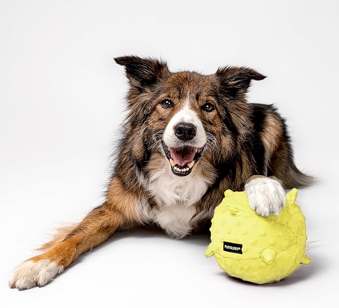Playology Dog Toys | Puppy Toy Plush Sensory Ball for Dogs and Puppies | Jumbo Chicken Scented Toy - Easy to Clean and Made from Non Toxic Materials