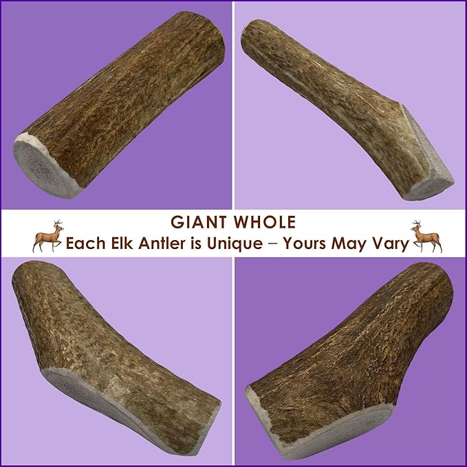 2-Pack Giant Whole Elk Antler Dog Chews for Large to Giant Dogs Over 60 lbs (6-10 Inch) | Heavy Chewer Dog Toys | Long Lasting Natural Bones for Aggressive Chewers