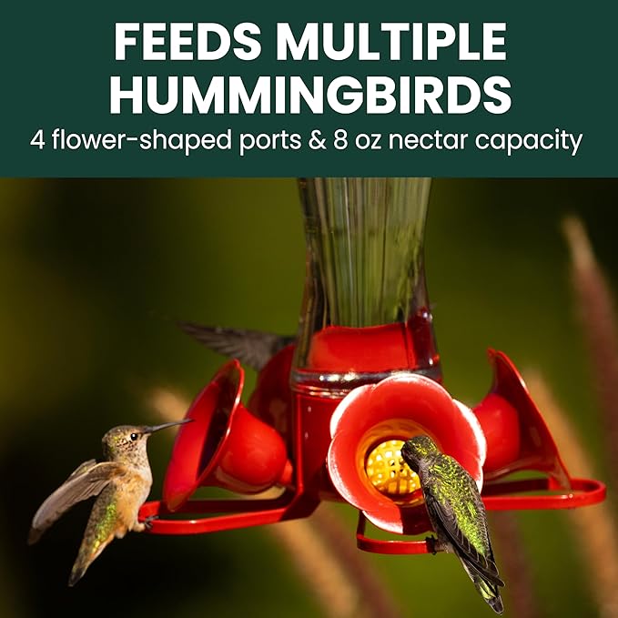 Perky-Pet 203CPBN Glass Hummingbird Feeder for Outdoors with Perches, Ant Moat, Bee Guards - Pack of 1