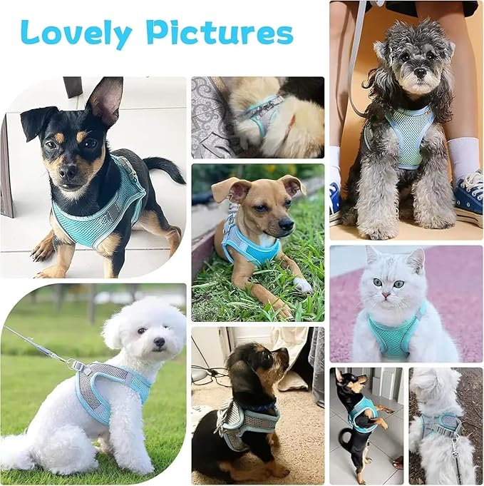 Escape Proof Dog Harness and Leash Set for Small Dogs Cats Puppy Harness Vest Reflective Kitten Walking Lead Leash Pet Supplies M 2.5-4 Kg/Blue