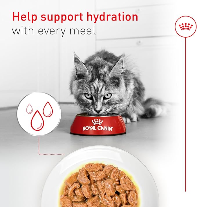 Royal Canin Feline Health Nutrition Aging 11+ Wet Cat Food for Seniors, Thin Slices in Gravy for Cats Over 11 Years, Supports Optimal Health & Vitality, 3 oz can, case of 12