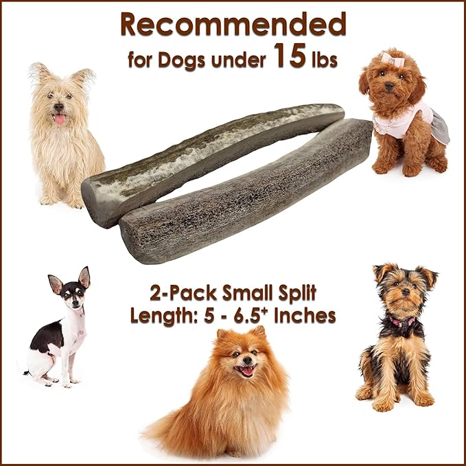 2-Pack Small Split Elk Antler Dog Chews (5 to 6.5+ in) – All Natural, Premium Grade A, Odor-Free, USA-Sourced – Long-Lasting Dental Treats for Toy and Small Dogs Under 15 lbs