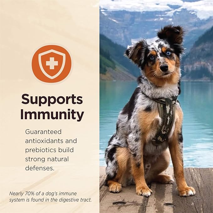 Wellness CORE Digestive Health Lamb Grain Free Wet Dog Food, 13 Ounce Can (Pack of 12)