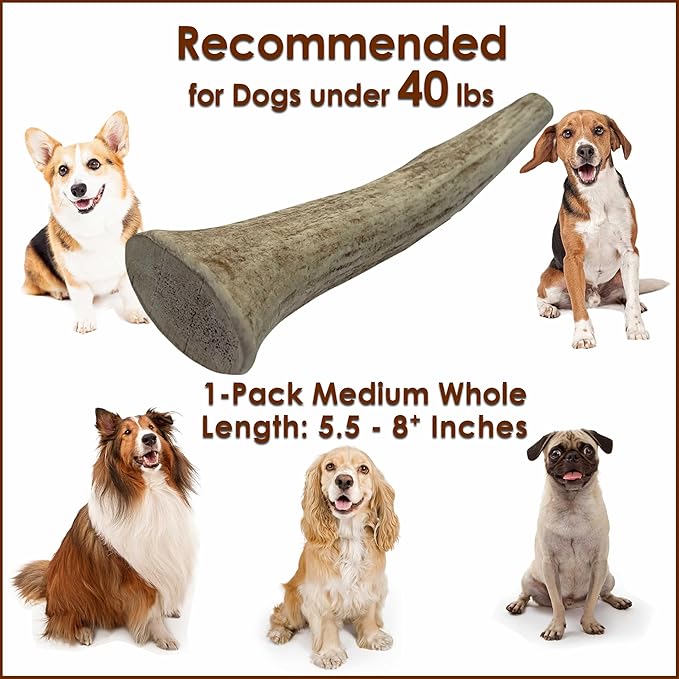 1-Pack Medium Whole Elk Antler Dog Chews (5.5 to 8+ in) – Long Lasting Natural Dog Bones for Moderate to Aggressive Chewers Under 40 lbs – Antlers for Dogs, Teeth Cleaning, No Rawhide