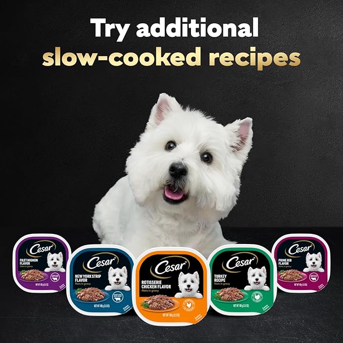 Cesar Filets in Gravy, Adult Wet Dog Food, Prime Rib Flavor, Wet Food for Dogs, 3.5 oz Trays, 24 Count