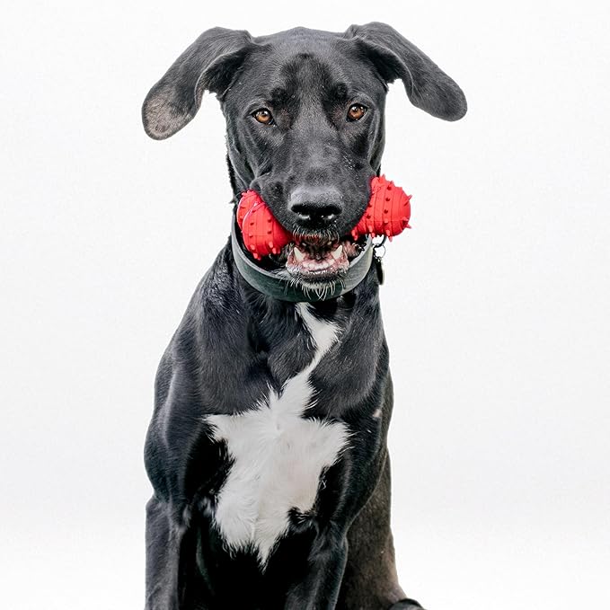Playology Dog Toys | Puppy Toy Teething Bone Designed for Young & Active Dogs | Jumbo Beef Scented Toy Made from Non Toxic Materials
