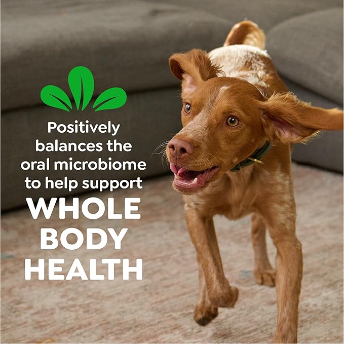 Greenies Veterinarian-Recommended Adult Natural Dental Dog Treats Large Size, Dog Dental Chews, Original Flavor, 12 oz. Pack, 8 Count