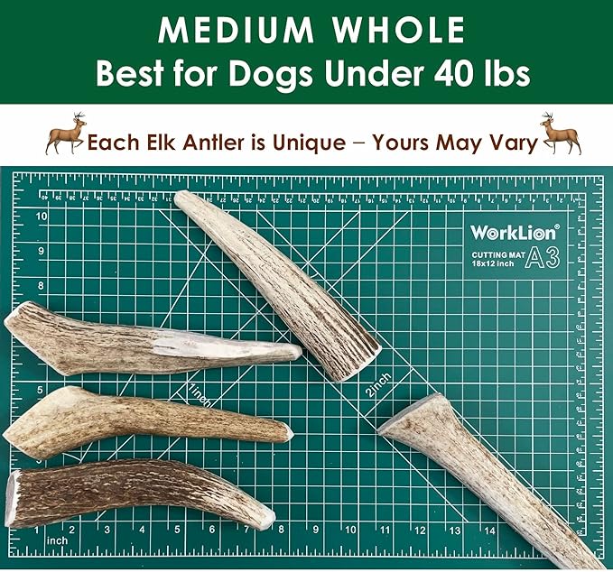 Elk Antler Dog Chews | Long-Lasting A-Grade Premium Elk Antler Chews for Dogs from Naturally Shed Elk Antlers Collected in The USA, Whole, Medium (Pack of 4)