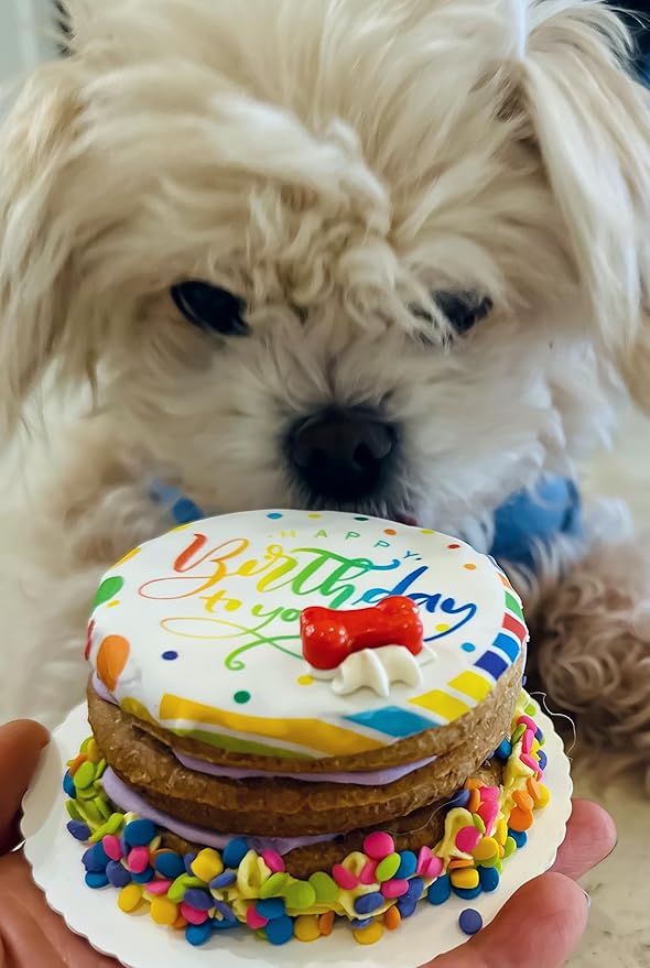 Dog Birthday Cake- Puppy Party Bright & Crunchy Cookie Treat- Bad to The Bone- Perfect Dog Party Cake Boxed & Decorated