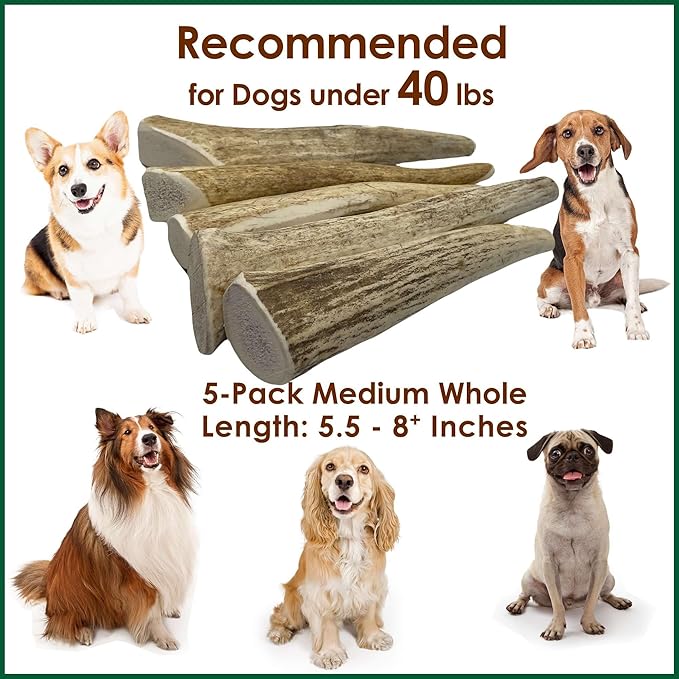 5-Pack Medium Whole Elk Antler Dog Chews, 5.5-8+ Inches, Long-Lasting Natural Dog Chews for Aggressive Chewers, Teeth Cleaning Antler Treats for Dogs Under 40 lbs