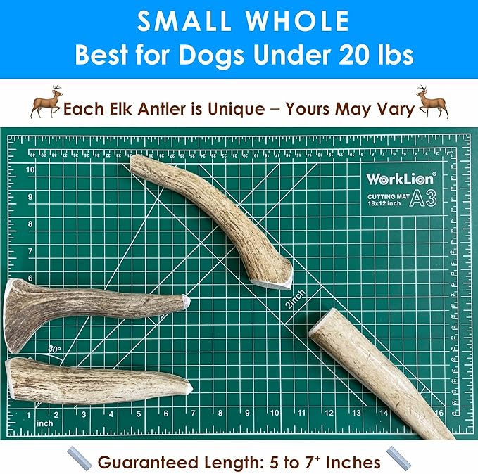 6-Pack Small Whole Elk Antler Dog Chews (5 to 7+ in) – Long Lasting Natural Dog Chew Bones for Small Dogs Under 20 lbs, Aggressive Chewers, Teeth Cleaning, No Rawhide
