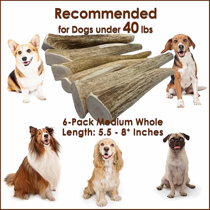 6-Pack Medium Whole Elk Antler Dog Chews (5.5 to 8+ in) – Long Lasting Natural Dog Bones for Small & Medium Dogs Under 40 lbs, Aggressive Chewers, Teeth Cleaning, No Rawhide