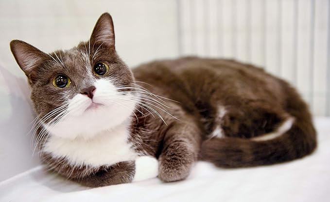 I Love My Pets cat Supplements for Immune - Cats Allergy Relief - Itch Relief - Premium Supplement - Treats - cat allergen Blocker - 150 Tablets (2 Bottles)