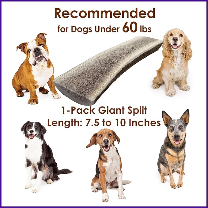 1-Pack Giant Split Elk Antler Dog Chews – Center‑Cut, 7.5‑10 inch Long, USA‑Sourced Natural Dental Treats for Medium & Large Dogs up to 60 lb, Long‑Lasting Odor‑Free Chew