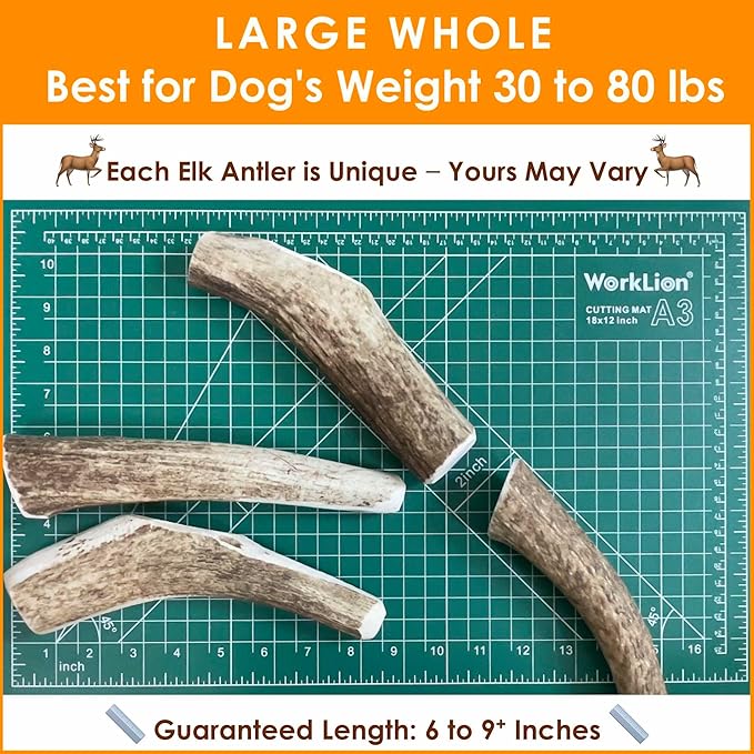 1-Pack Large Whole Elk Antler Dog Chews (6 to 9+ in) – Long Lasting Natural Dog Bones for Medium to Large Dogs (30–80 lbs) – Antlers for Dogs, Aggressive Chewers, Dental Chews