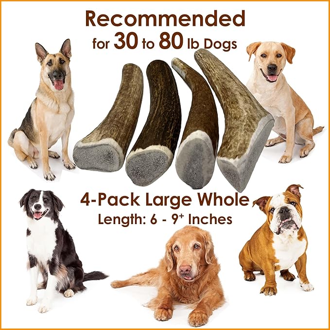 4-Pack Large Whole Elk Antler Dog Chews, 6 to 9+ Inch Natural Long-Lasting Chew Bones for Medium and Large Dogs 30–80 lbs, Aggressive Chewers, Teeth Cleaning
