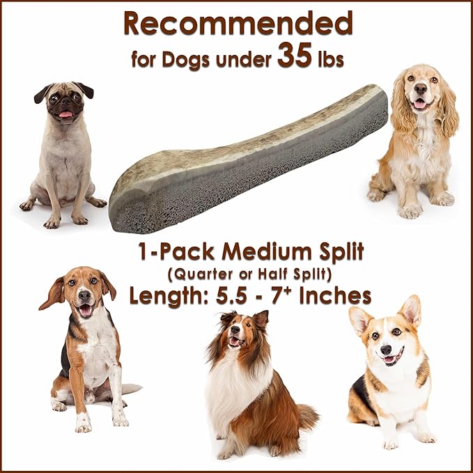 1 Piece Medium Split Elk Antler Dog Chew (5.5 to 7 inches) – All Natural, Premium Grade A, Odor-Free, USA-Sourced – Long-Lasting Dental Treats for Small Dogs Under 35 lbs