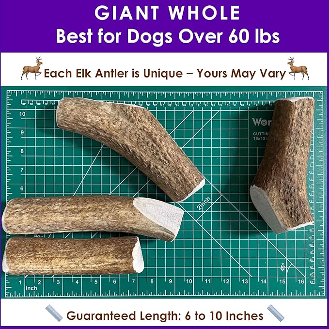 2-Pack Giant Whole Elk Antler Dog Chews for Large to Giant Dogs Over 60 lbs (6-10 Inch) | Heavy Chewer Dog Toys | Long Lasting Natural Bones for Aggressive Chewers