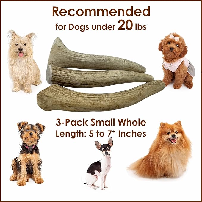 3-Pack Small Whole Elk Antler Dog Chews (5-7+ in) – Long Lasting, Natural Dog Chews for Small Dogs Under 20 lbs – Durable Bones for Aggressive Chewers, Teeth Cleaning & Boredom Toy