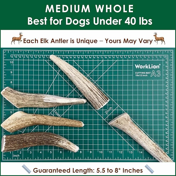 5-Pack Medium Whole Elk Antler Dog Chews, 5.5-8+ Inches, Long-Lasting Natural Dog Chews for Aggressive Chewers, Teeth Cleaning Antler Treats for Dogs Under 40 lbs