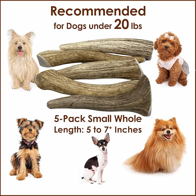 5-Pack Small Whole Elk Antler Dog Chews, 5-7+ Inches, Long-Lasting Natural Dog Chews for Aggressive Chewers, Teeth Cleaning Antler Treats for Small Dogs Under 20 lbs