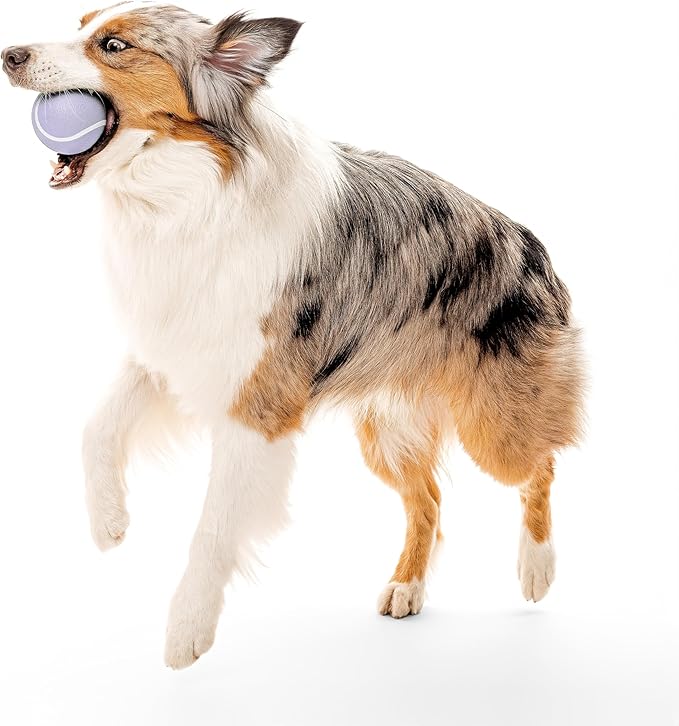 Playology Dog Toys | Squeaky Chew Ball - Bouncy Durable Floating Fetch Ball for Dogs | Jumbo Lamb Scented Toy - Easy to Clean and Made from Non Toxic Materials