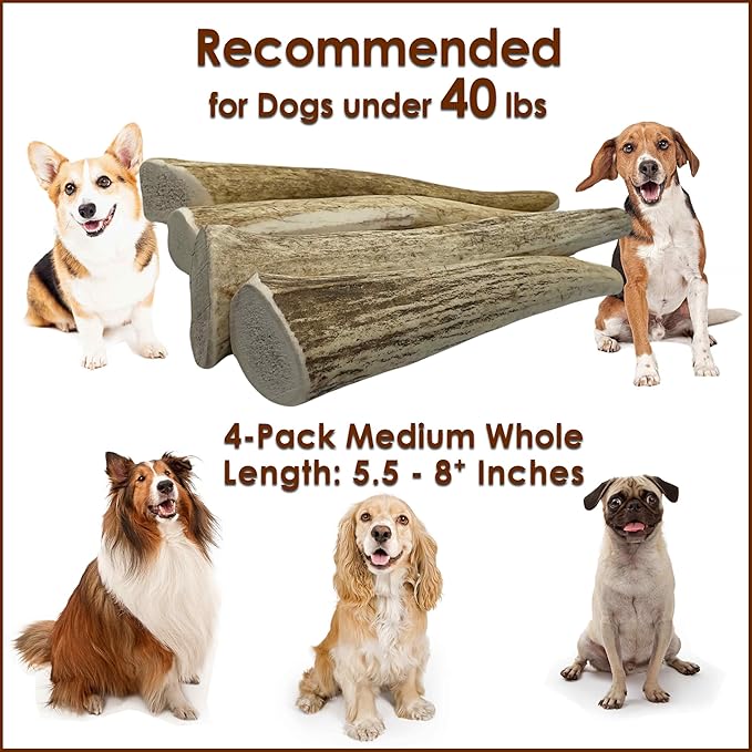 4-Pack Medium Whole Elk Antler Dog Chews, 5.5 to 8+ Inch Natural Long-Lasting Chew Bones for Small and Medium Dogs Under 40 lbs, Teeth Cleaning and Tartar Control