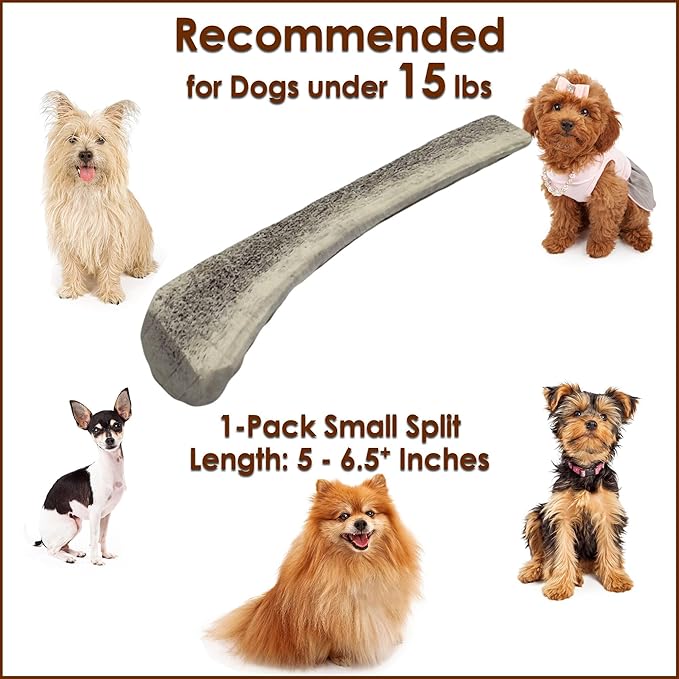 1-Pack Small Split Elk Antler Dog Chew (5 to 6.5+ in) – All Natural, Premium Grade A, Odor-Free, USA-Sourced – Long-Lasting Dental Treats for Toy and Small Dogs Under 15 lbs