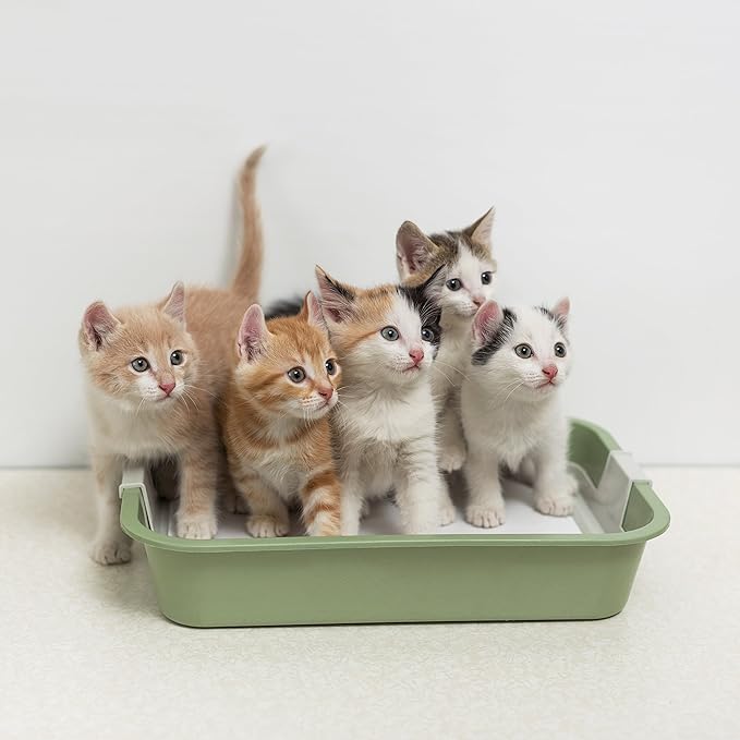 Cat Litter Odor Eliminator (1 Pack)