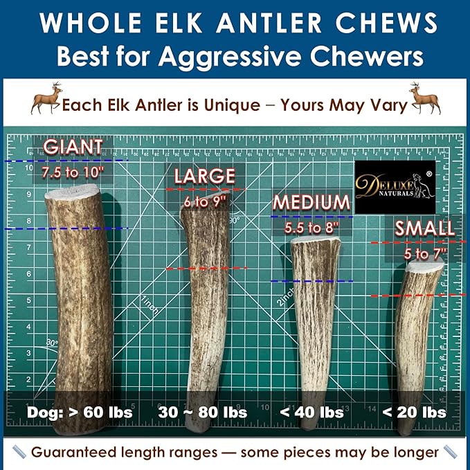 3-Pack Large Whole Elk Antler Dog Chews (6-9+ in) – Long Lasting Natural Dog Chews for Large Dogs & Aggressive Chewers 30-80 lbs – Durable Bone for Teeth Cleaning & Boredom