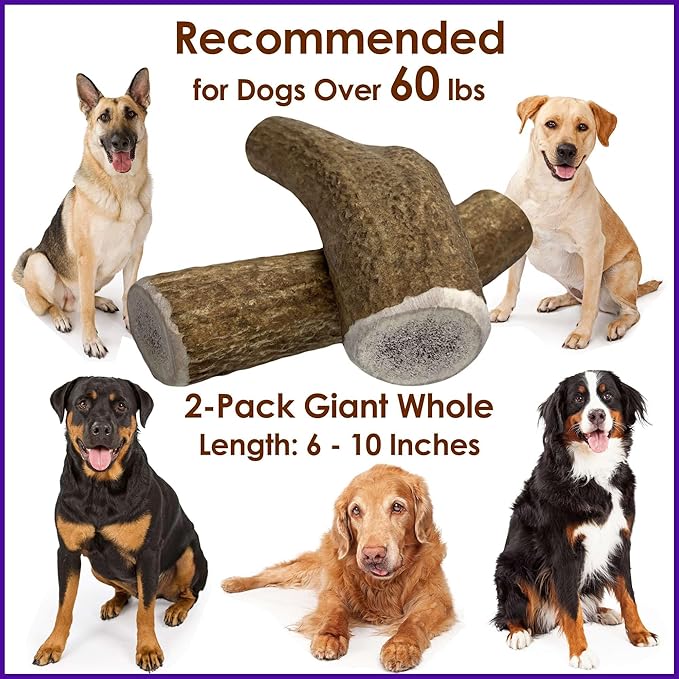 2-Pack Giant Whole Elk Antler Dog Chews for Large to Giant Dogs Over 60 lbs (6-10 Inch) | Heavy Chewer Dog Toys | Long Lasting Natural Bones for Aggressive Chewers