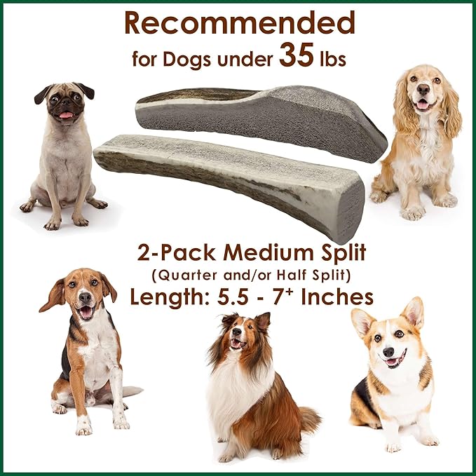 2-Pack Medium Split Elk Antler Dog Chews (5.5 to 7+ in) – All Natural, Premium Grade A, Odor-Free, USA-Sourced – Long-Lasting Dental Treats for Small Dogs Under 35 lbs