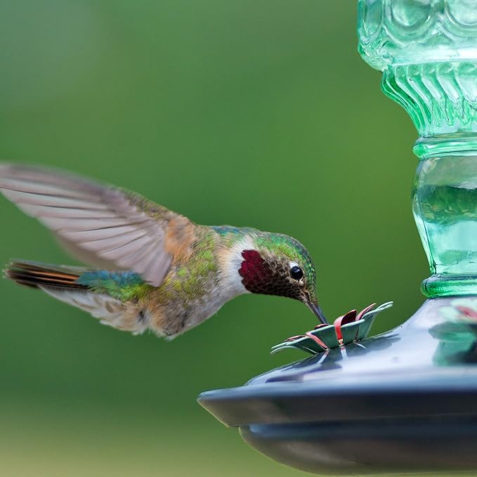 Perky-Pet Glass Bottle Hummingbird Feeder - Outdoor Garden Décor Humming Bird Feeder,8108-1SR - 10 Fl Oz Nectar Capacity - Durable Green Antique Design - Hang from Tree,Porch,Deck,Hook,(Pack of 6)