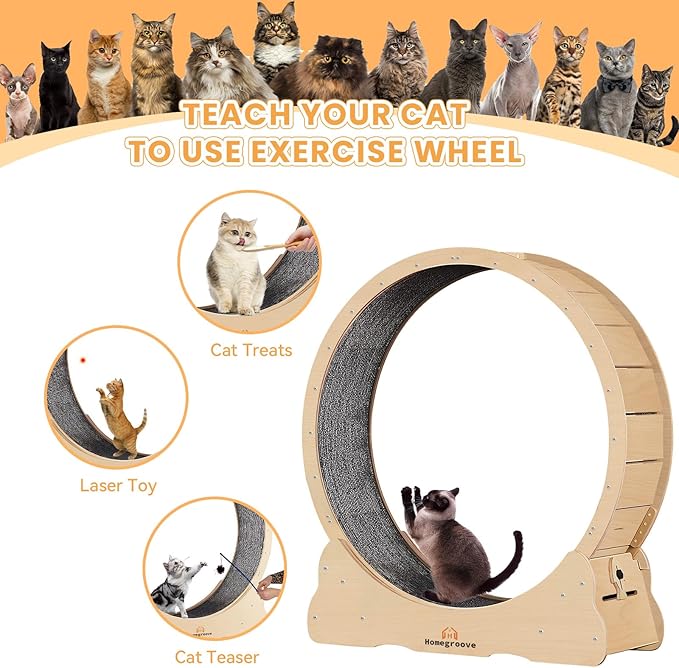 Homegroove XXL Cat Exercise Wheel, 52"/132cm Large Cat Wheel, Solid Wood Cat Treadmill with Integrated Safety Lock, Spine Alignment Design for Large Indoor (XXL, Natural Wood)